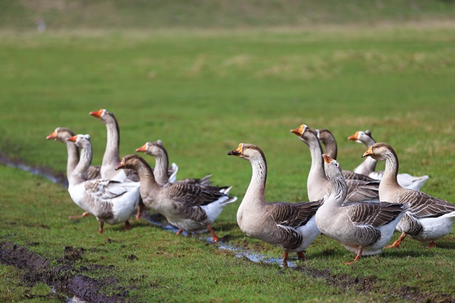 Fugleinfluenza påvist i pattedyr i Danmark