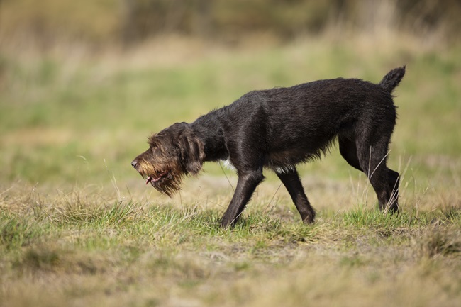 Fugleinfluenza påvist i pattedyr i Danmark