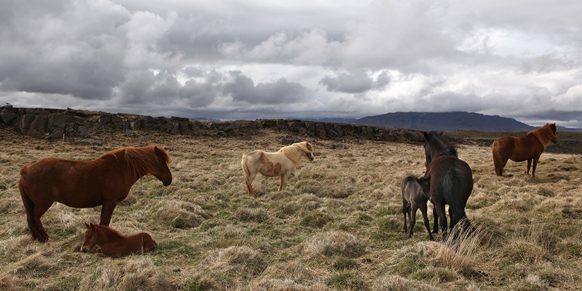 Islandske heste på mark