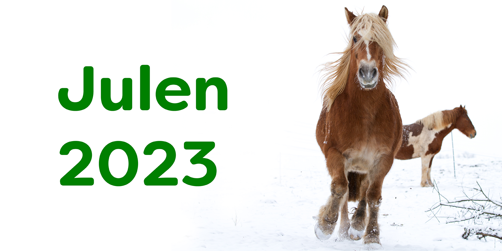 Julen 2023 - to heste på en mark med sne