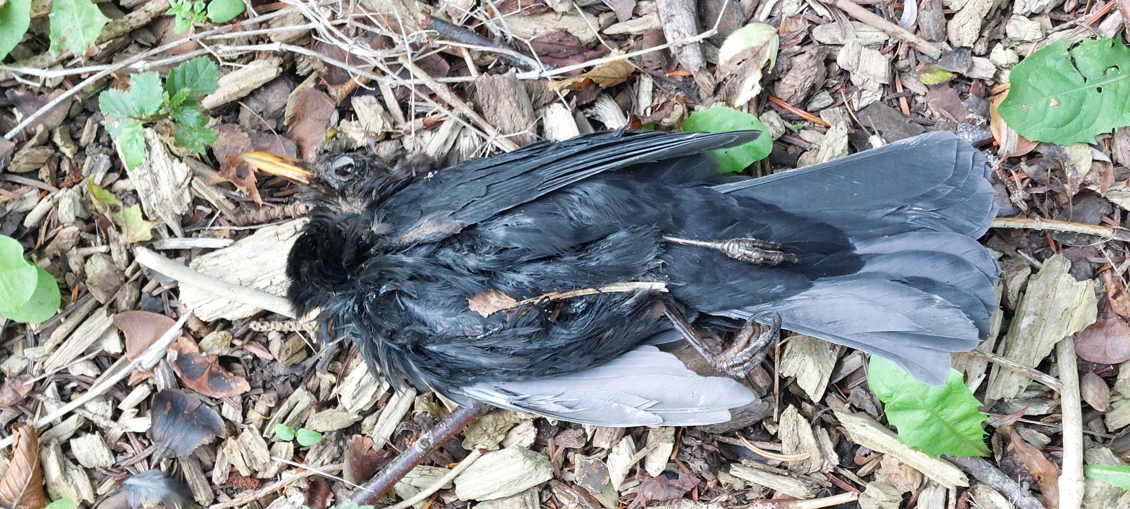 Død solsort