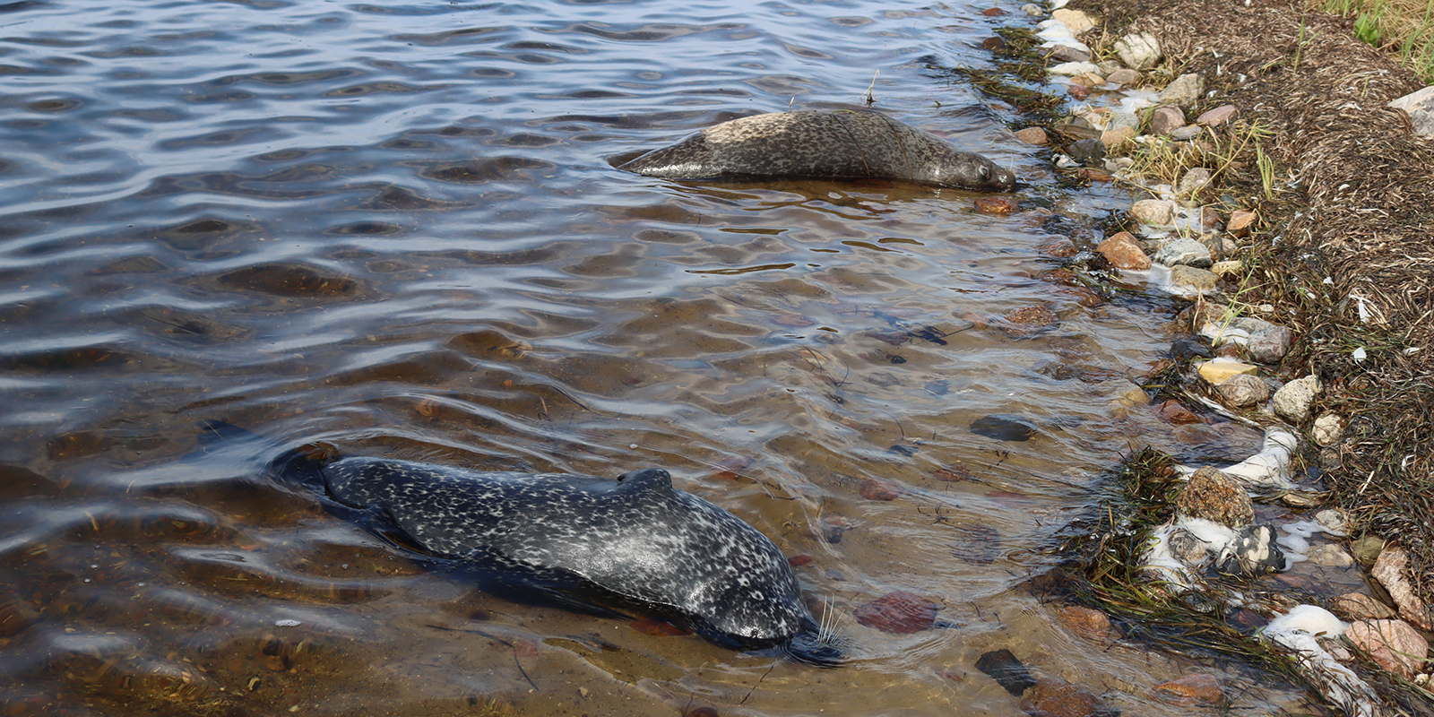 To døde sæler på strand ved Avnø