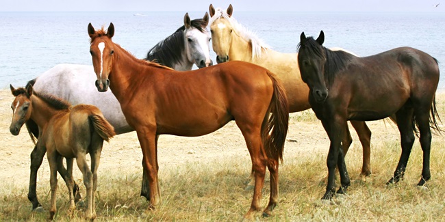 Første tegn på smitte med West Nile Virus i heste i Danmark