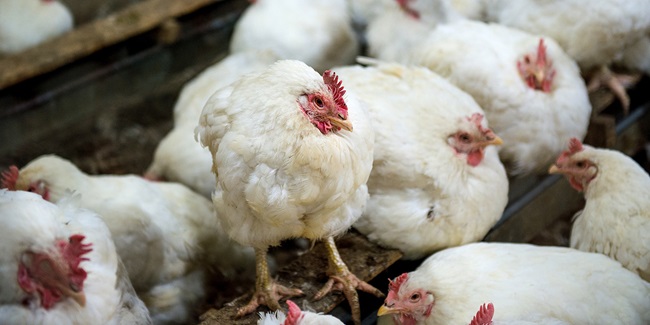 Højpatogen fugleinfluenzavirus i Danmark