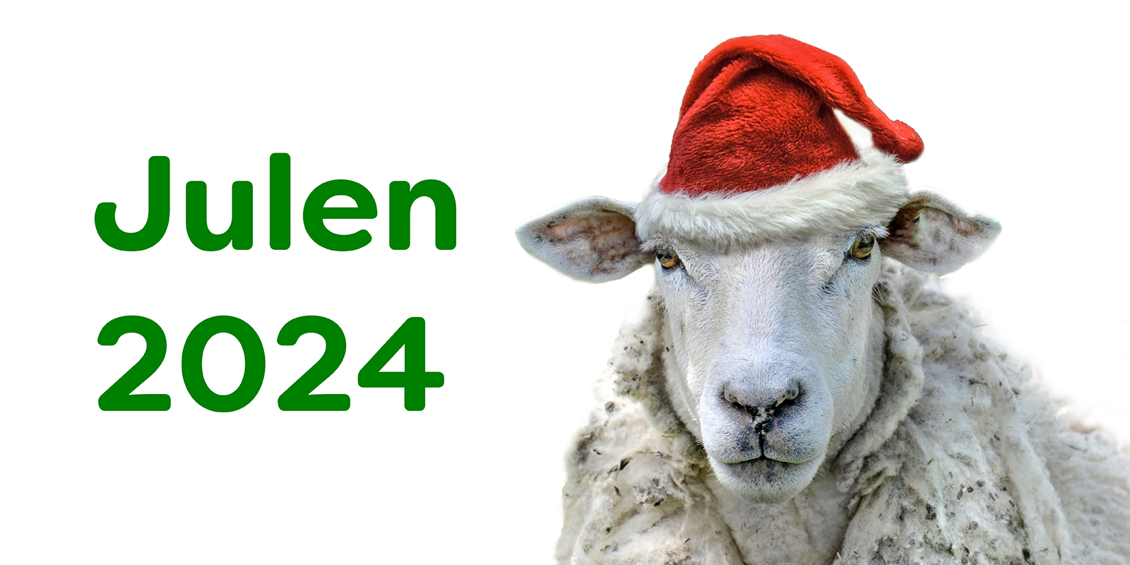 Julen 2024 - Et får med nissehue på