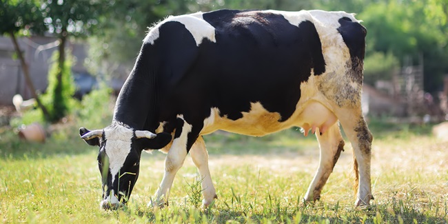 Ny diagnostik for Shamondavirus på SSI