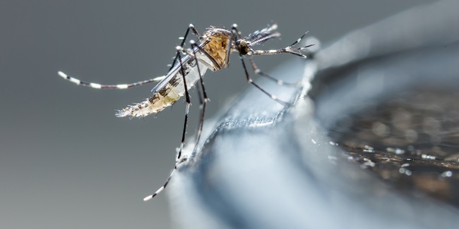 Første fund af usutuvirus i myg indsamlet i Danmark