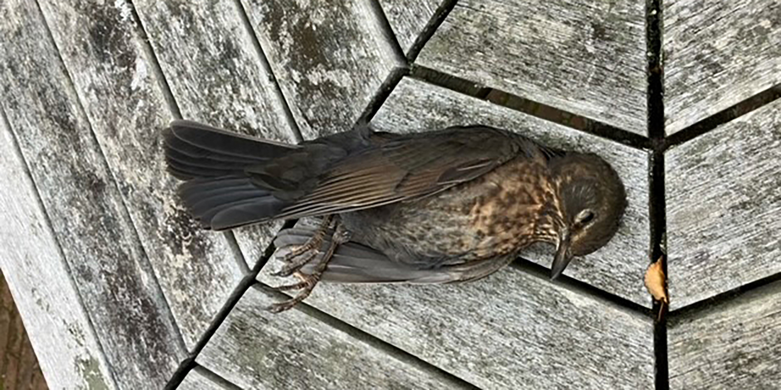 Død solsort - foto taget af Patologivagten på KU