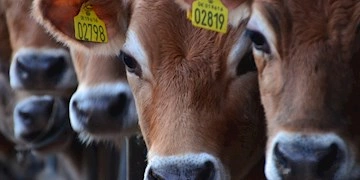 Om Veterinær Diagnostik
